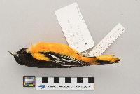 Icterus galbula image