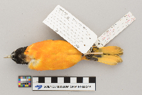 Icterus galbula image