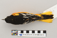 Icterus galbula image