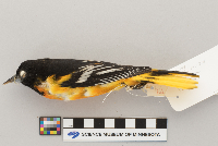 Icterus galbula image