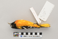 Icterus galbula image