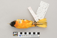 Icterus galbula image