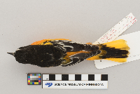 Icterus galbula image