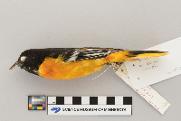 Icterus galbula image