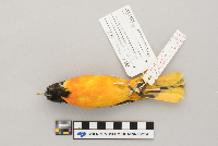 Icterus galbula image