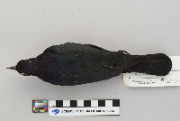 Euphagus cyanocephalus image