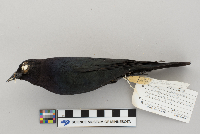 Euphagus cyanocephalus image