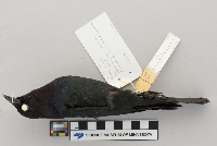 Euphagus cyanocephalus image