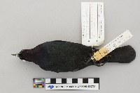 Euphagus cyanocephalus image