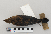 Euphagus carolinus image