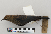 Euphagus carolinus image