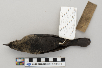 Euphagus carolinus image