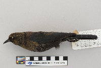 Euphagus carolinus image