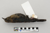 Euphagus carolinus image