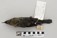 Euphagus carolinus image