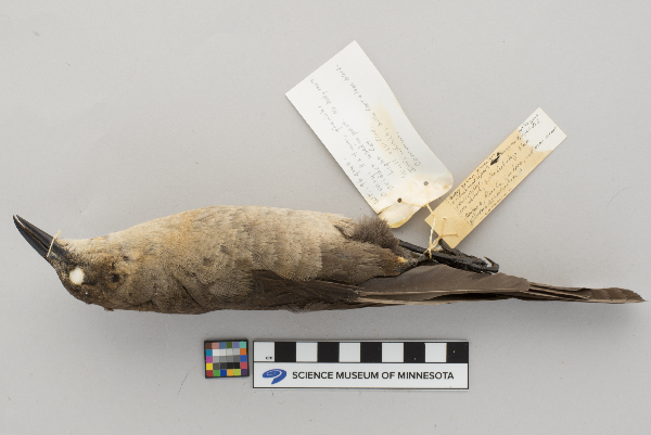 Quiscalus mexicanus image