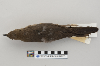Quiscalus mexicanus image