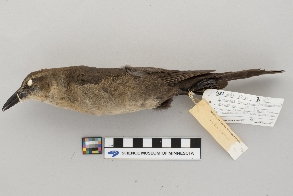 Quiscalus mexicanus image