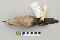 Quiscalus mexicanus image
