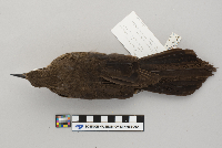 Quiscalus mexicanus image