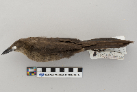 Quiscalus mexicanus image