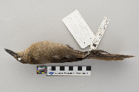 Quiscalus mexicanus image