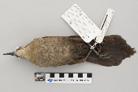 Quiscalus mexicanus image