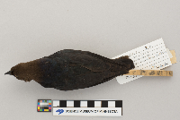 Molothrus ater image