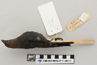 Molothrus ater image