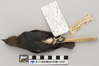 Molothrus ater image