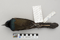 Quiscalus quiscala image