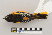 Icterus galbula image