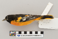 Icterus galbula image