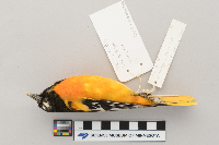 Icterus galbula image