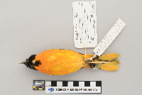 Icterus galbula image