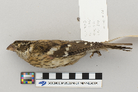 Pheucticus ludovicianus image