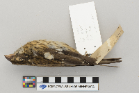 Pheucticus ludovicianus image