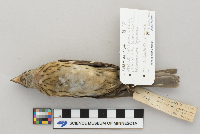 Pheucticus ludovicianus image