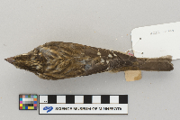 Pheucticus ludovicianus image