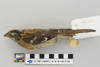 Pheucticus ludovicianus image