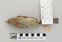 Pheucticus ludovicianus image