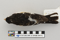 Pheucticus ludovicianus image