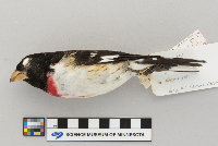 Pheucticus ludovicianus image