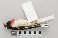 Pheucticus ludovicianus image