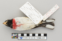 Pheucticus ludovicianus image
