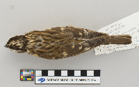 Pheucticus ludovicianus image