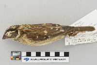 Pheucticus ludovicianus image