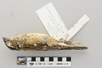 Pheucticus ludovicianus image