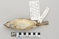 Pheucticus ludovicianus image