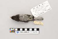 Thumbnail image of current specimen